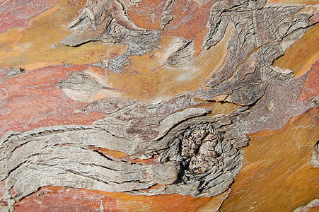 árbol, corteza, Fondo, tronco, bosque, textura, antiguo