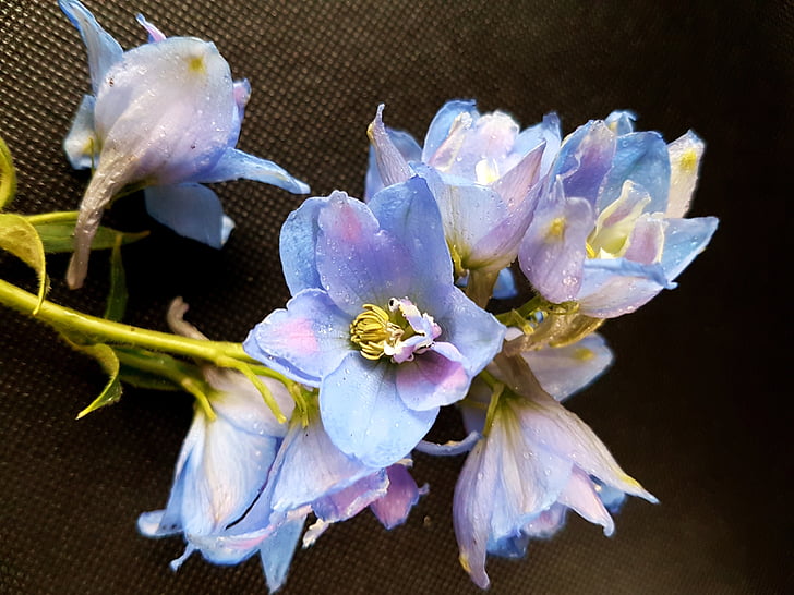 kvety, Larkspur, ostróżki