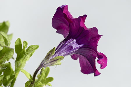 Petunia, ružová, kvet, kvet, farebné, detail, Flora