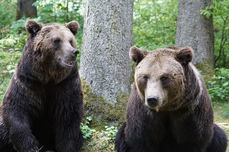 brown bears, zoo, herbivores