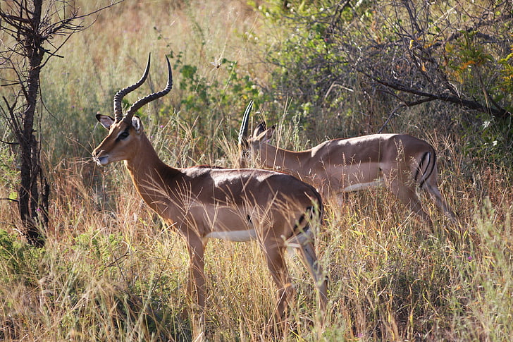 antilopė, Pietų Afrika, gyvūnai, nacionalinis parkas, Safari, dykumoje, Stepė