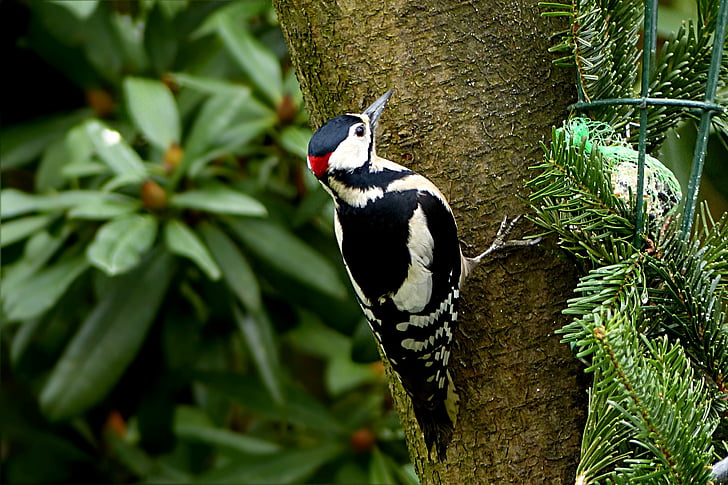 bird, great spotted woodpecker, dendrocopos major, foraging, garden, one animal, animal themes