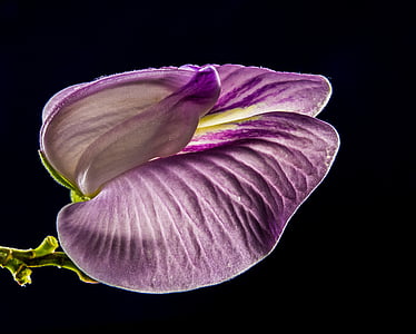 pequeña flor, flor, violeta, púrpura, cerrar, naturaleza, Close-up