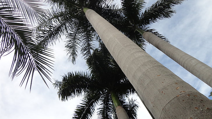 coconut tree, light, ceu, flying, eventide, blue sky, landscape
