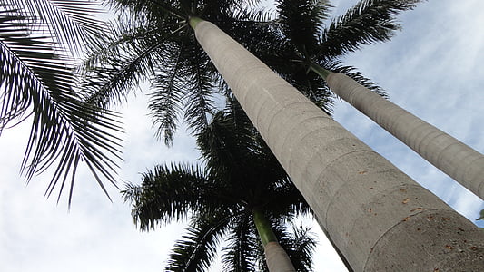 kokosovo drevo, svetlobe, CEU, ki plujejo pod, eventide, modro nebo, krajine