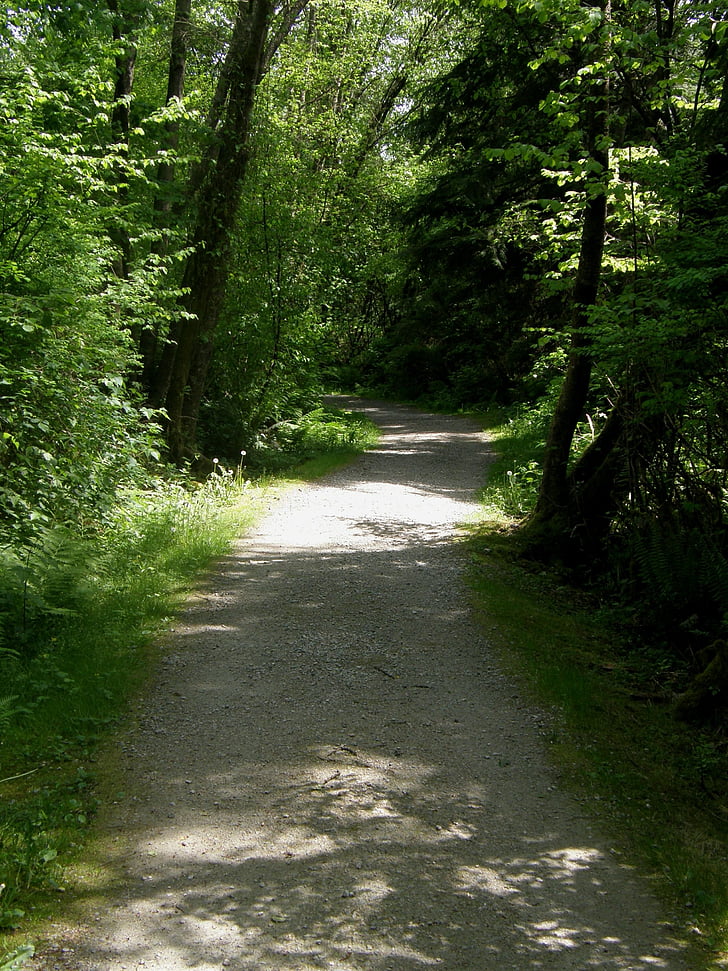 Trail, sökväg, naturen, skogen, natursköna, landskap, träd