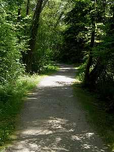 trail, path, nature, forest, scenic, landscape, tree