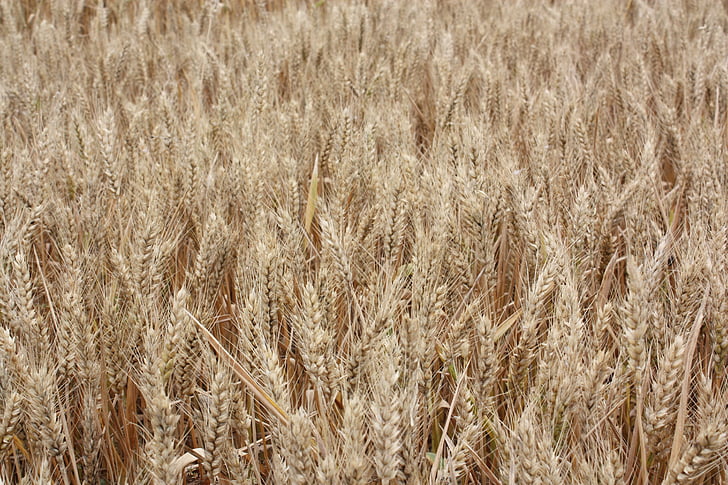 背景图像, 小麦, 大麦