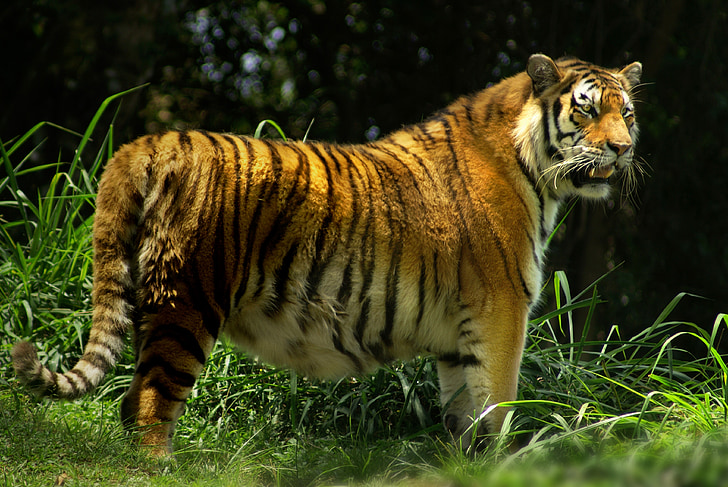 Tiger, vilt dyr, skog