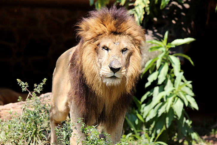 lejon, djungelns konung, djur, rovdjur, modig, vilda, tittar just nu