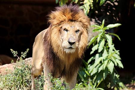 lion, king of the jungle, animal, carnivore, brave, wild, looking