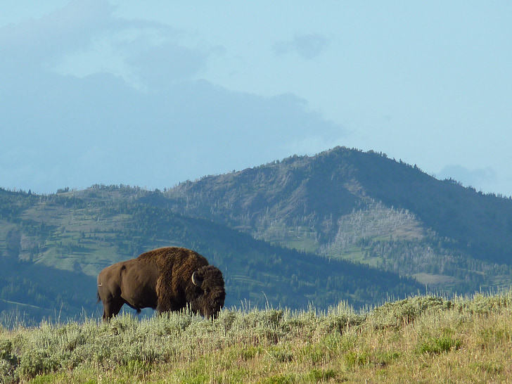 Jeloustonas nacionālais parks, bizoni, Wyoming, ASV, daba, dzīvnieku, kalns
