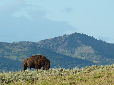 黄石国家公园, 野牛, 怀俄明州, 美国, 自然, 动物, 山