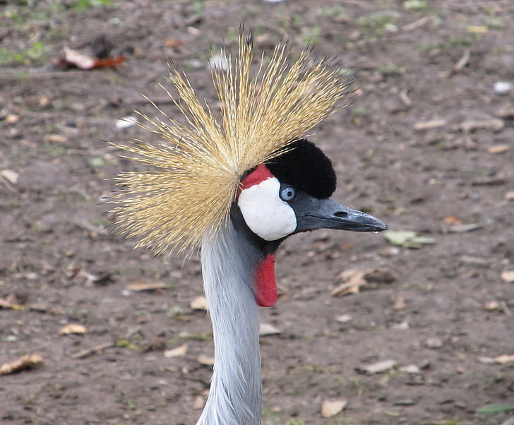 crowned crane, close up, head, eyes, beak, bird, red