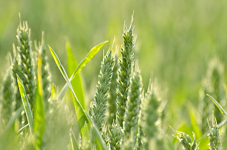 agricultura, cereale, câmp, stil de viaţă, verde, macro, cereale