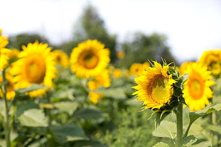solrosor, fältet, blommor, sommar, solros, gul, naturen
