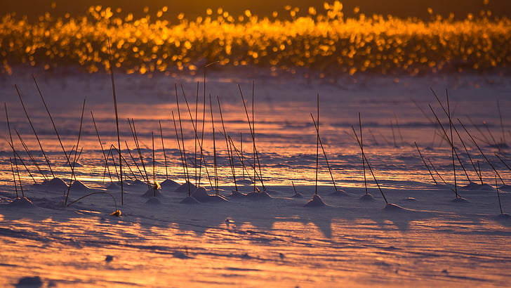 finland, winter, snow, ice, reeds, lake, evening