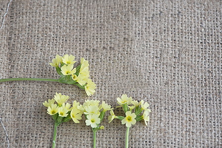 cowslip, 노란색, 꽃, 노란색 꽃, 4, 조각, 뾰족한 꽃