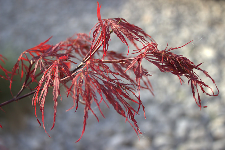 Maple, Japonês, folhas de bordo vermelho, natureza, folhas