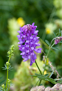 flor, floración, azul, flor de montaña, púrpura, violeta