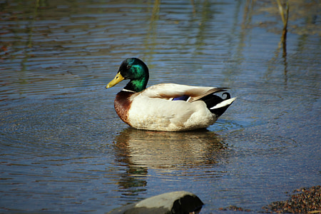 duck, bird, animal, water, lake, nature, waterfowl
