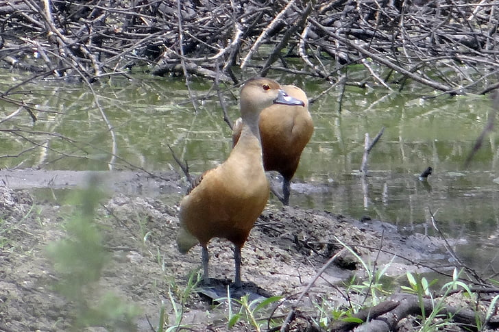 малка дървесна патица, патица, dendrocygna javanica, индийски свирки патица, -малка свирки патица, птица, Bharatpur национален парк
