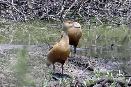 menor pato assobiando, pato, Dendrocygna javanica, pato assobiando indiano, cerceta assobia menor, pássaro, Parque Nacional de Bharatpur