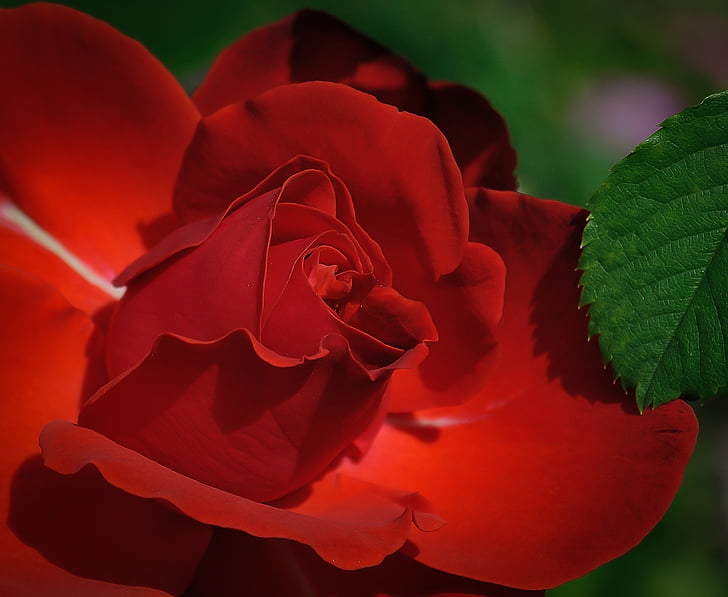 Rosa, vermell, flor, bellesa, romàntic, pètals, aïllats