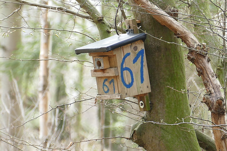 nesting box, forest, tree