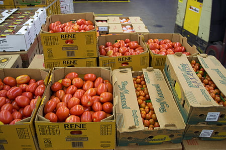 producere, frisk, økologisk, vegetabilsk, rød, tomat, rå