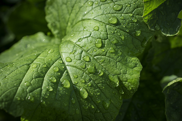 φύλλο, φύση, φύλλα, πράσινο, σταγόνα βροχής, μακροεντολή, Φυσικά