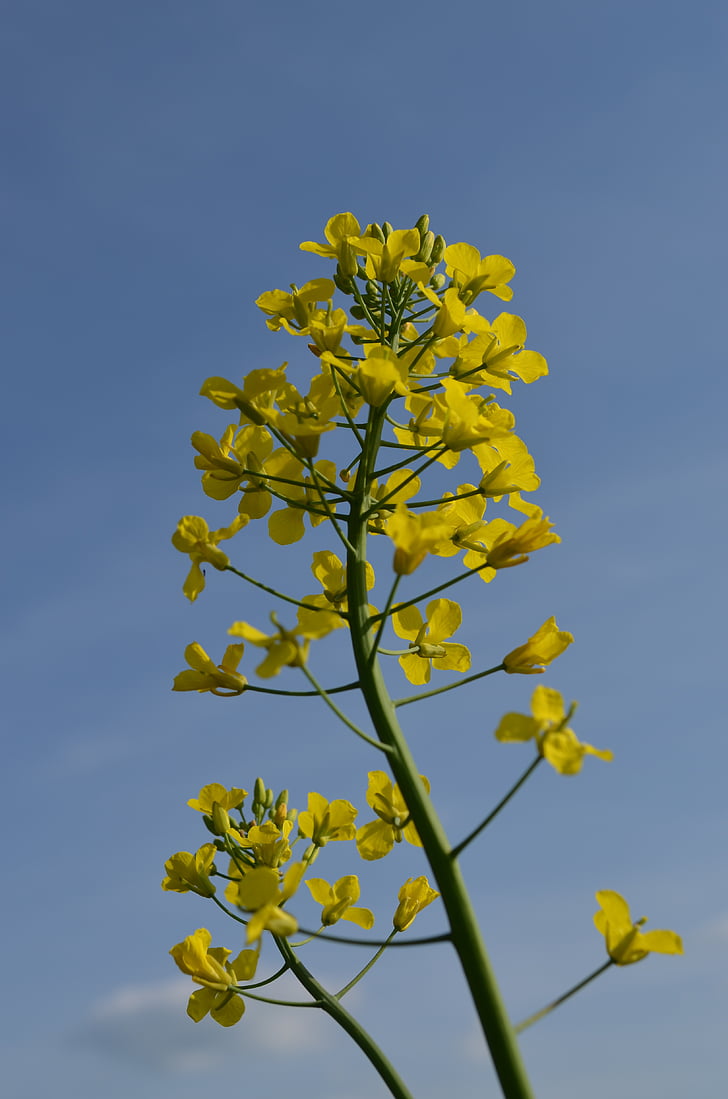 oleaginoase rapiţă, floare de viol, galben, plante