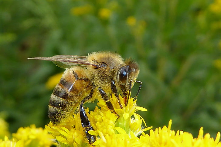 Bee, bug, insecten, bijen, natuur, macro, geel