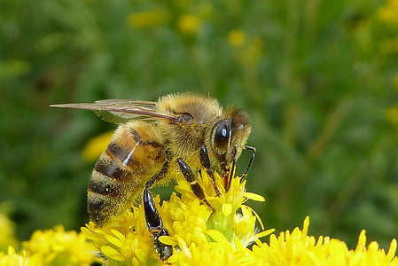 včela, Chyba, hmyz, včely, Příroda, makro, žlutá