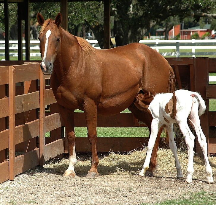 馬, 赤ちゃん馬, 動物, 給餌, かわいい, ファーム, ホワイト