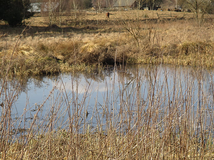 vijver, weide, reflectie, Polen, natuur, Lake, water
