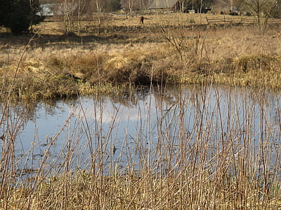 rybník, lúka, reflexie, Poľsko, Príroda, jazero, vody
