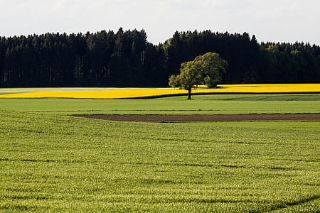 Ріпак, сільськогосподарської експлуатації, жовтий, поле, жнива, поле зернових, орним