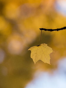 efterår, gren, falder, blad, makro, natur, træ