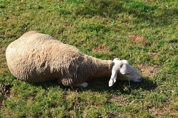 moutons, mouton couché, reste, herbe