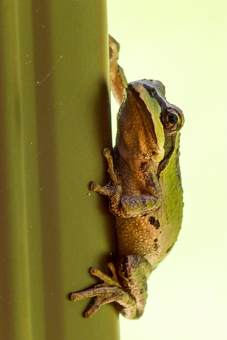 tree frog, hanging, clued, green, frog, amphibian, tiny