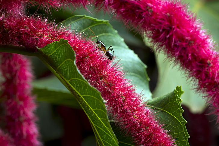 африканско цвете, макро фотография, Блосъм, мравка, цвете, лилаво, растителна