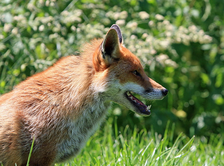 Fox, Red fox, màu đỏ, chân dung, động vật, hoang dã, động vật hoang dã