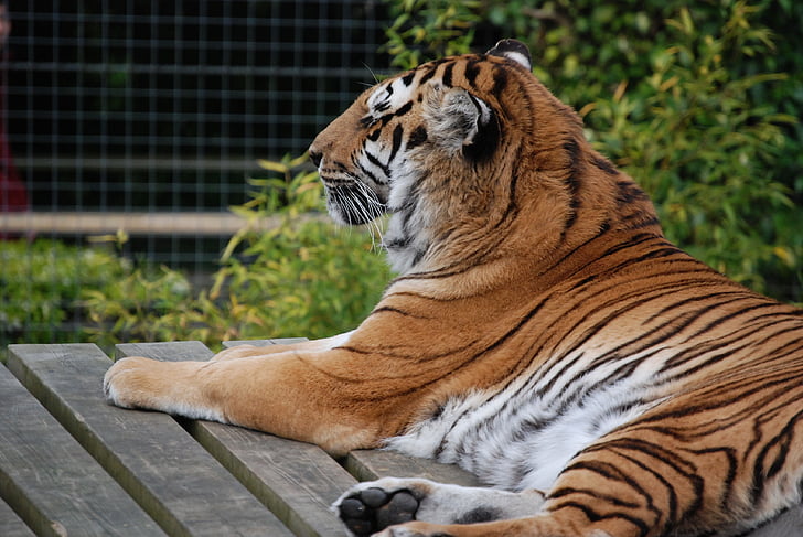 tigras, didelės katės, kačių, detalus vaizdas, gražu, gražus, Poilsiavietė, žmogėdra