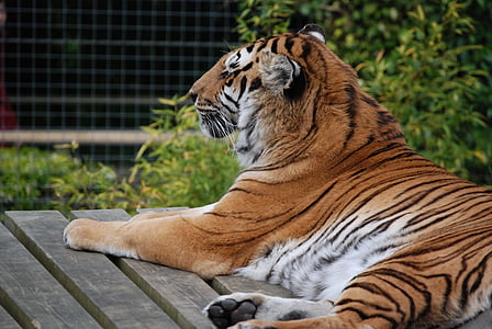 tigris, nagy macska, macska, közeli kép:, gyönyörű, pihenő, kannibál