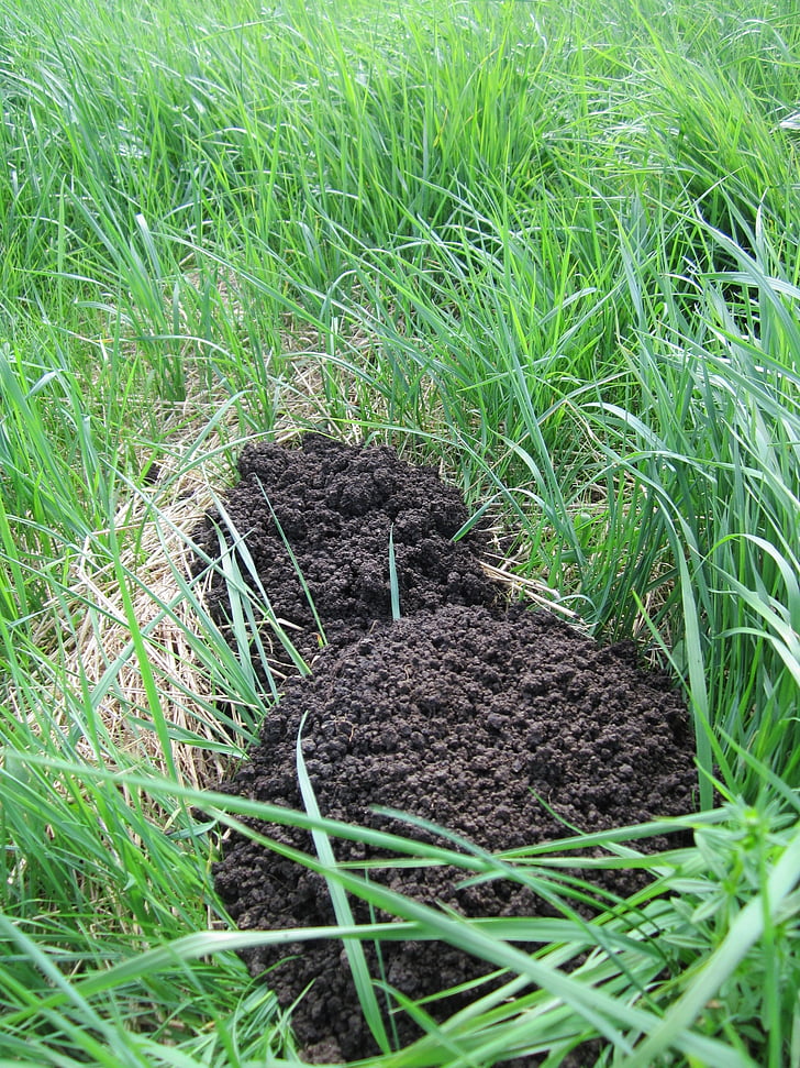molehill, talpa europaea, european mole, common mole, northern mole, hill, meadow