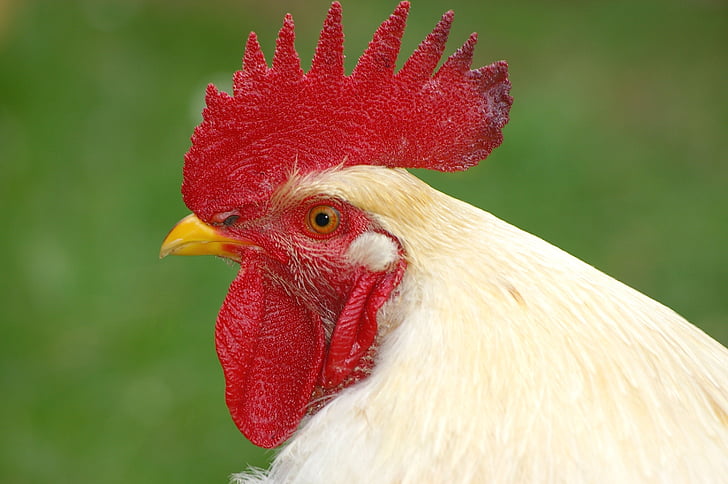 closeup, photo, white, chicken, animal, Hahn, Cockscomb
