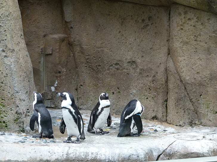 pinguino africano, Aves, gruppo, Spheniscus demersus, uccello, animale, oceano