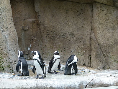 Pinguim-Africano, aves, Grupo, Spheniscus demersus, pássaro, animal, oceano
