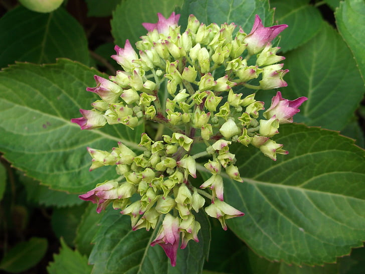 hydrangea, merah muda, tanaman